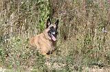 MALINOIS 298